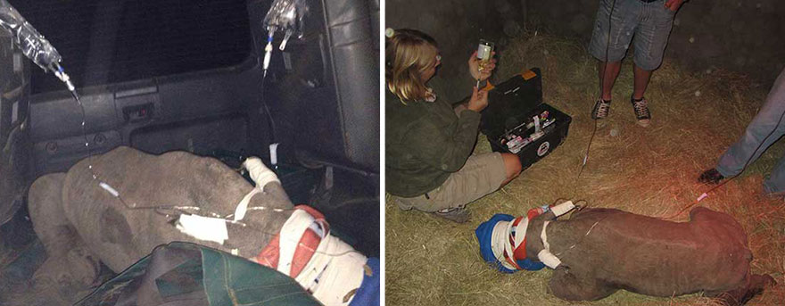 gertje-baby-rhino-rescue-hoedspruit-endangered-species-centre-4