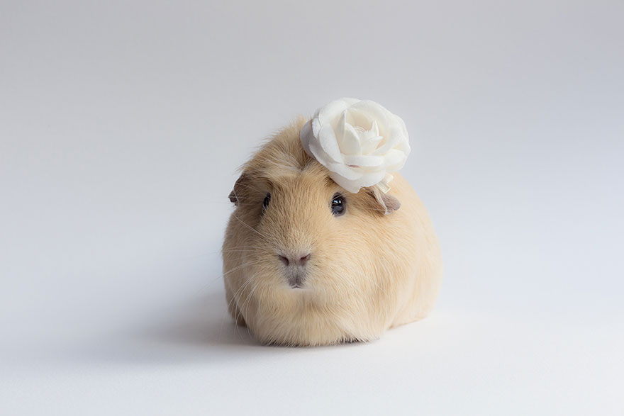 guinea-pig-booboo-lieveheersbeestje-17