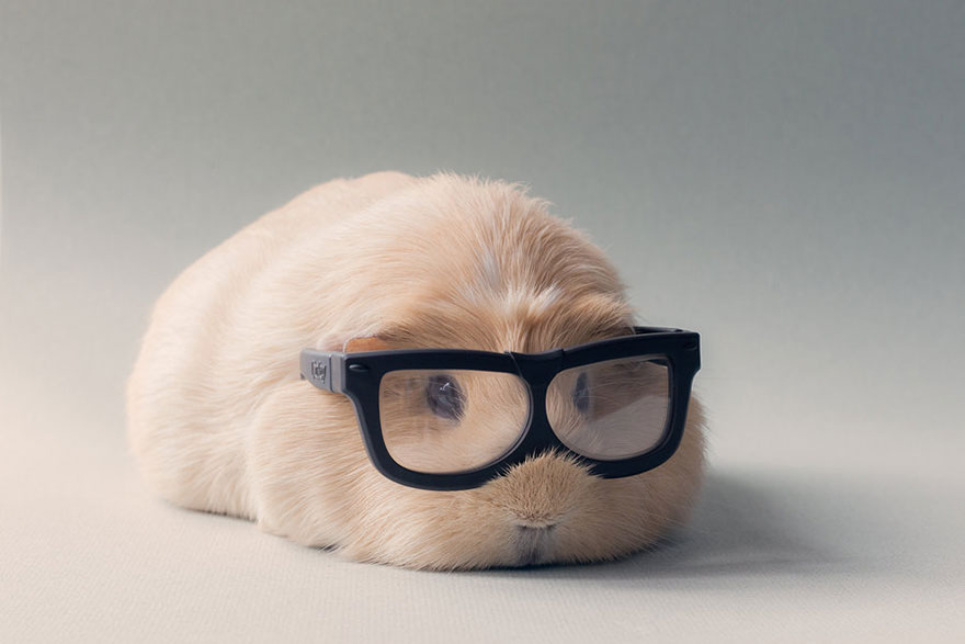 guinea-pig-booboo-lieveheersbeestje-2