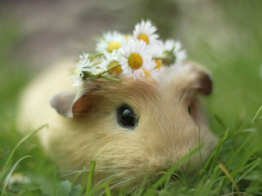 guinea-pig-booboo-lieveheersbeestje-60