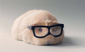 Booboo And His Friends Are The Most Adorable Guinea Pigs On The Internet