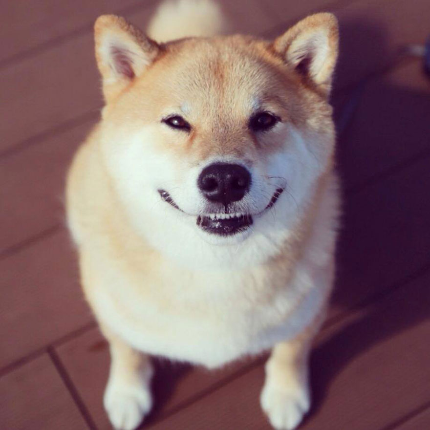 happy-dog-maru-shiba-inu-11