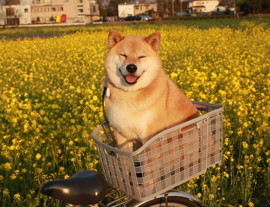 happy-dog-maru-shiba-inu-35