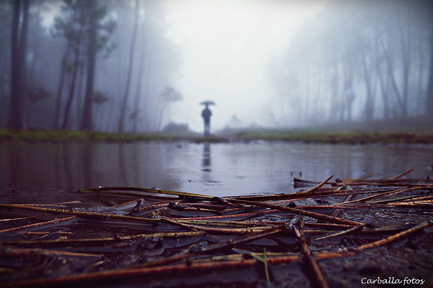 mystic-forest-lanscapes-guillermo-carballa-11