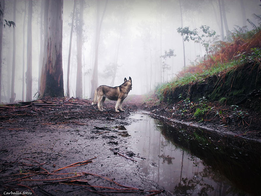 mystic-forest-lanscapes-guillermo-carballa-5