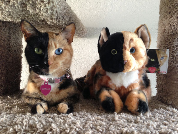 two-faced-chimera-cat-venus-6