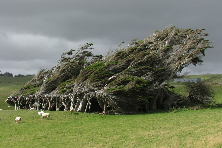 amazing-trees-18