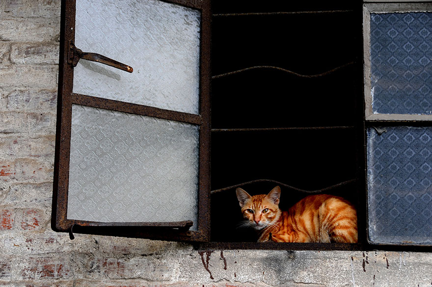 cat-waiting-window-38