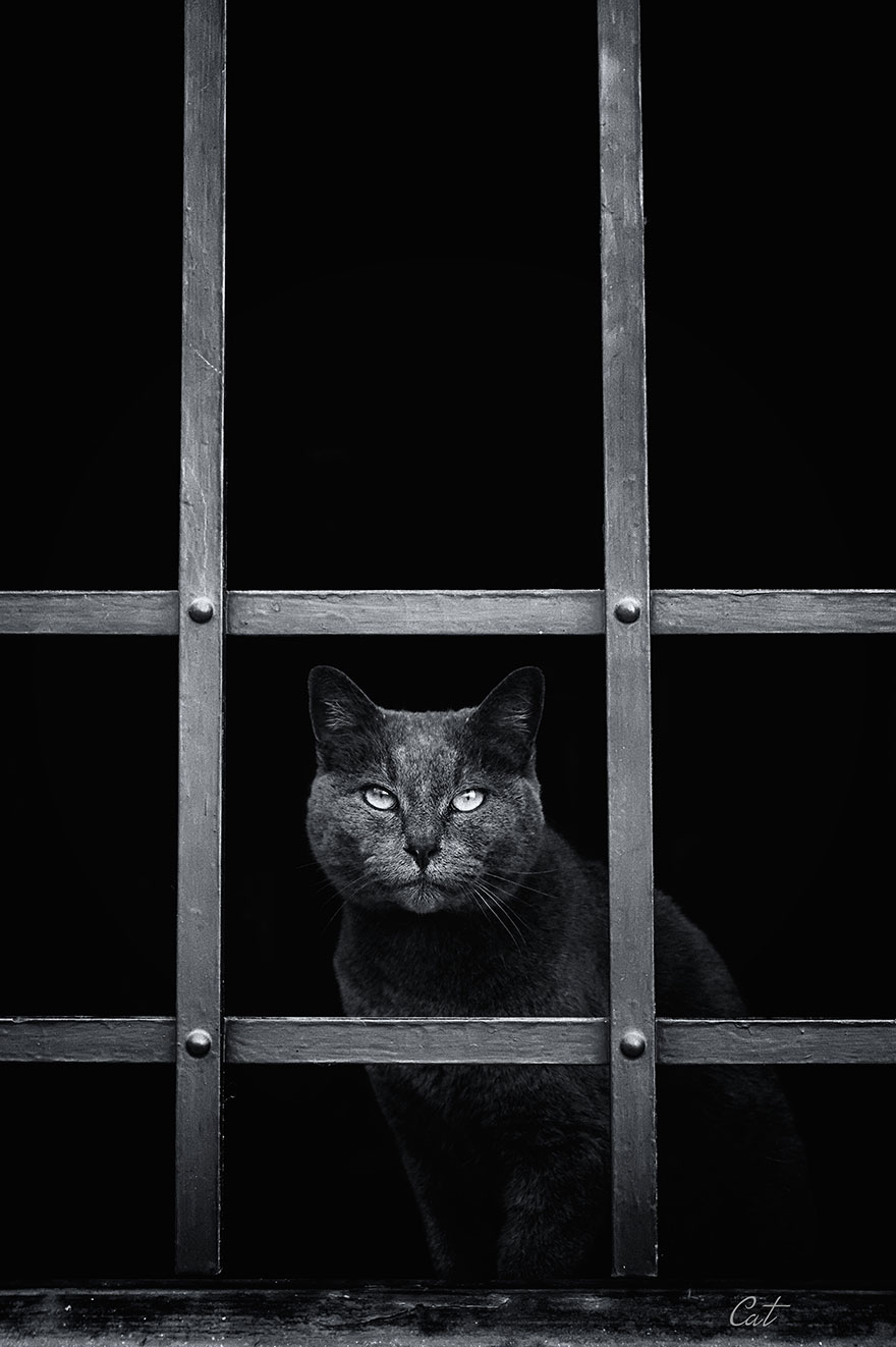 cat-waiting-window-47