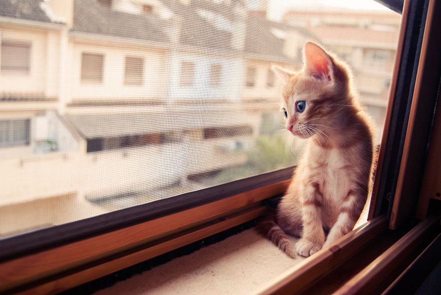 cat-waiting-window-6