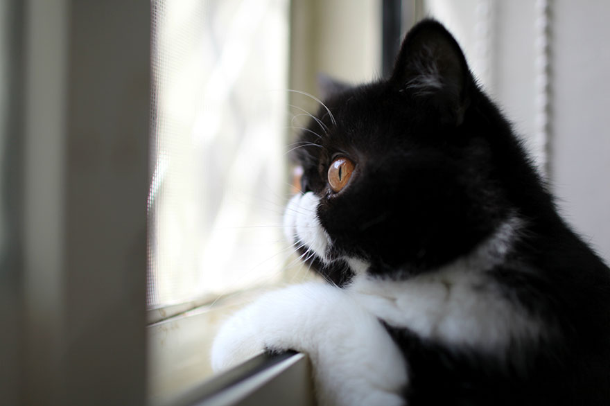 cat-waiting-window-61