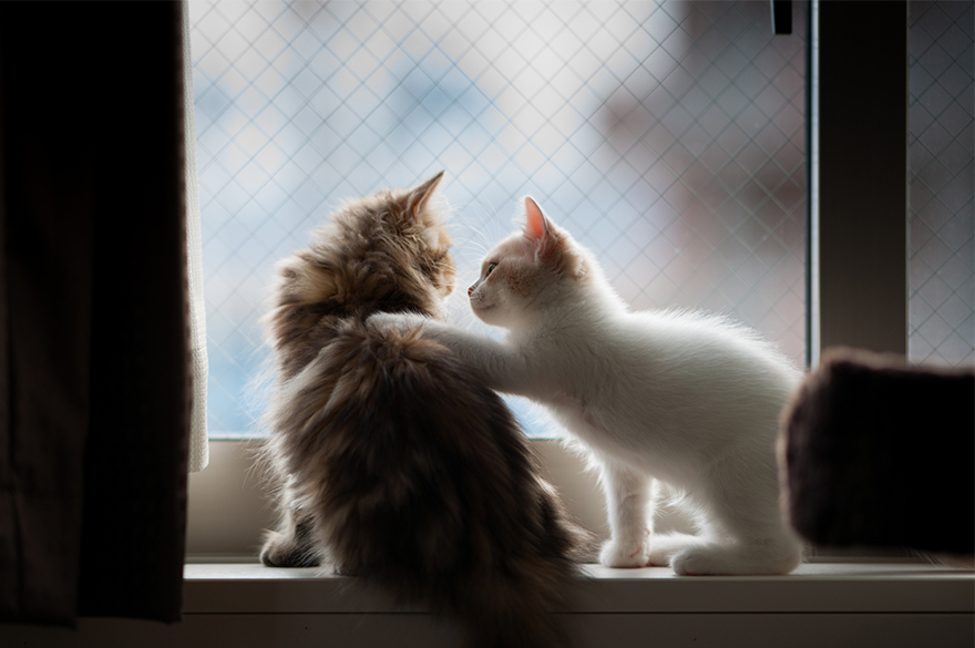 cat-waiting-window-68