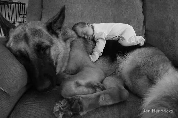 cute-big-dogs-and-babies-1