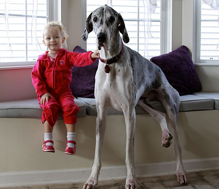cute-big-dogs-and-babies-21