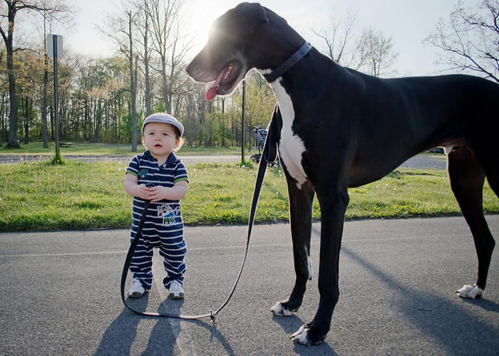 cute-big-dogs-and-babies-29