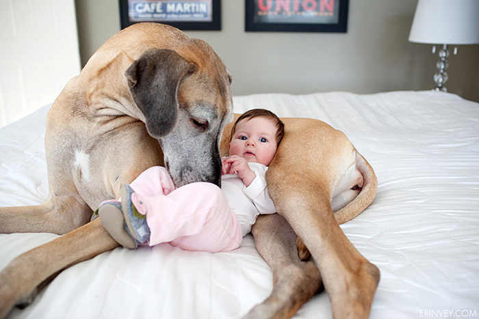 cute-big-dogs-and-babies-31
