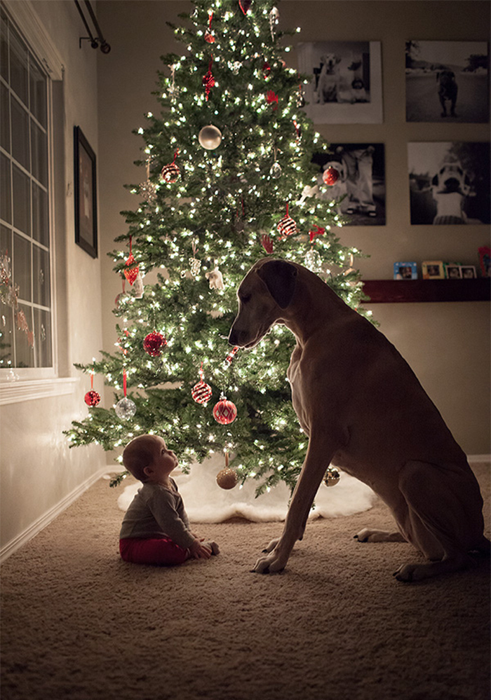 cute-big-dogs-and-babies-34
