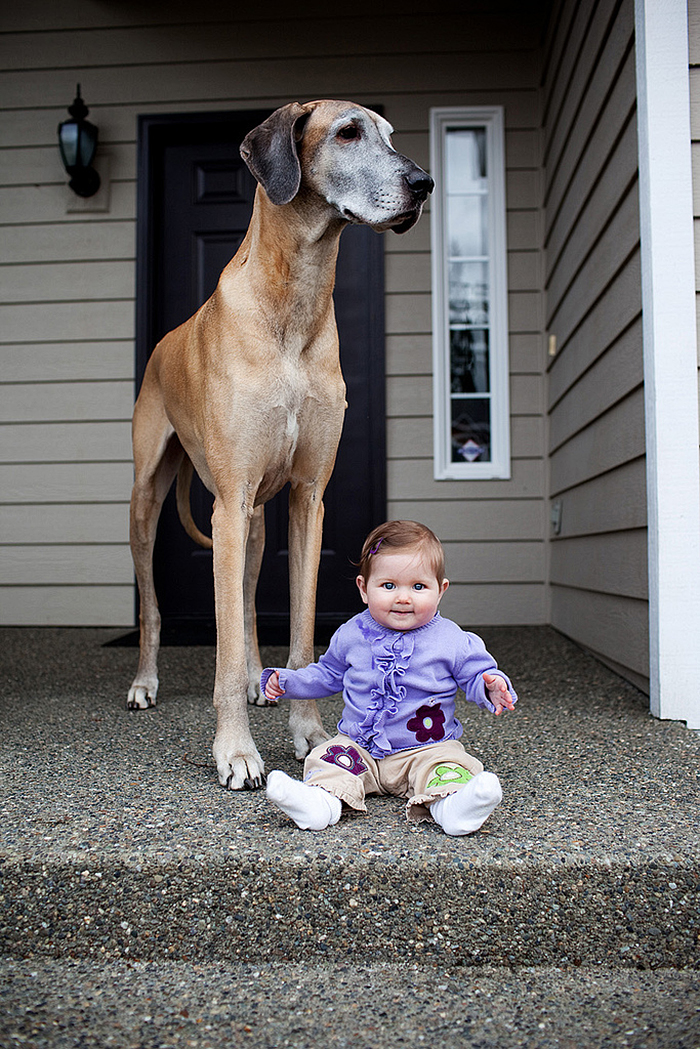 cute-big-dogs-and-babies-35