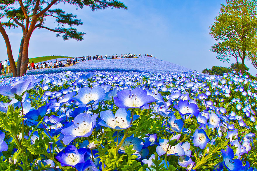 Bunga, Nemophila,Hitachi Seaside Park, Jepang, Wisata asia, backpacker, taman bunga, bunga indah, hamparan bunga, wisata jepang, backpacker ke jepang, 