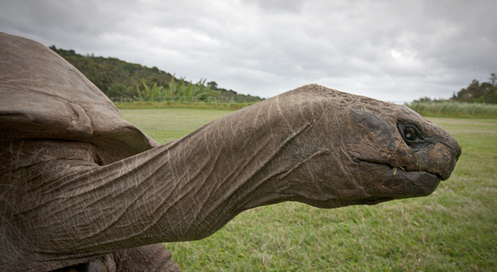 182-year-old-tortoise-jonathan-5