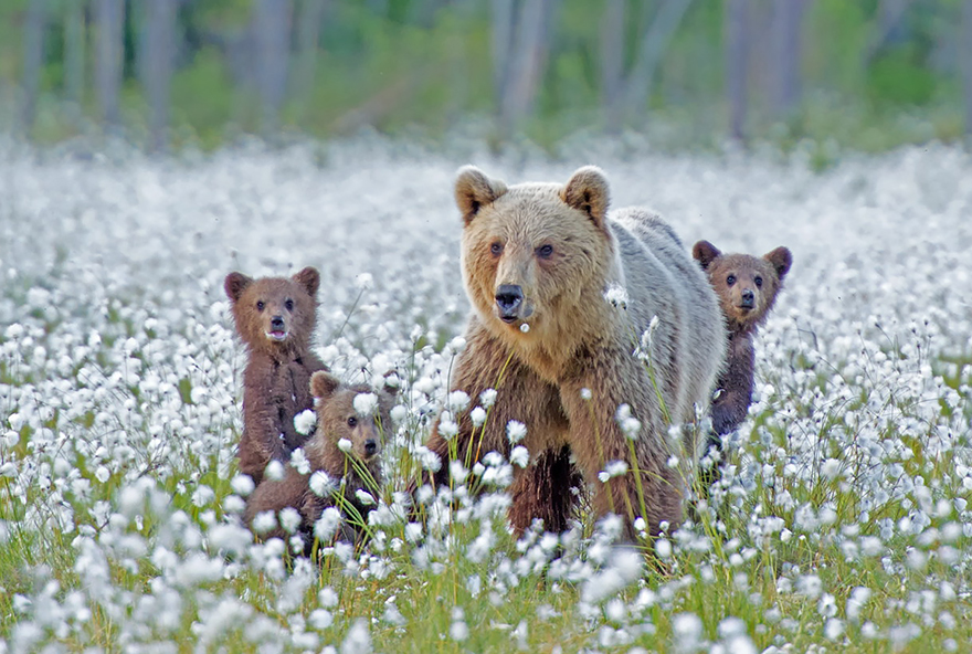 Mom Wait Mama Bear and Cub, Wildlife Photography, Animal Photo