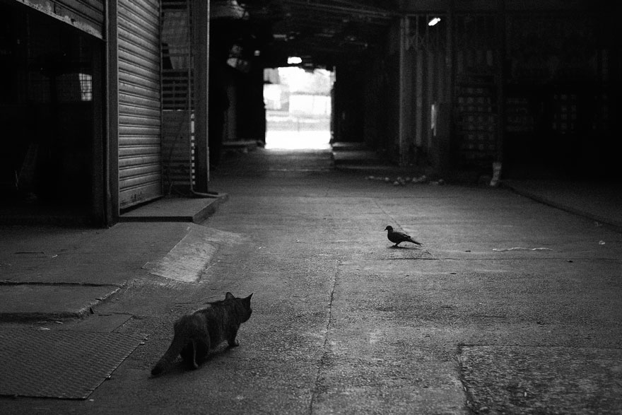 cat-black-and-white-photography-11