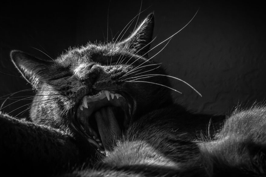 cat-black-and-white-photography-22
