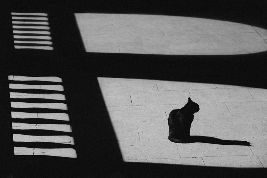 cat-black-and-white-photography-33