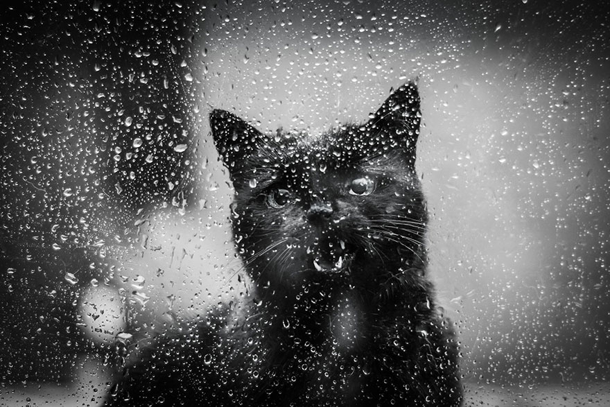 cat-black-and-white-photography-36