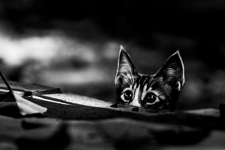 cat-black-and-white-photography-5