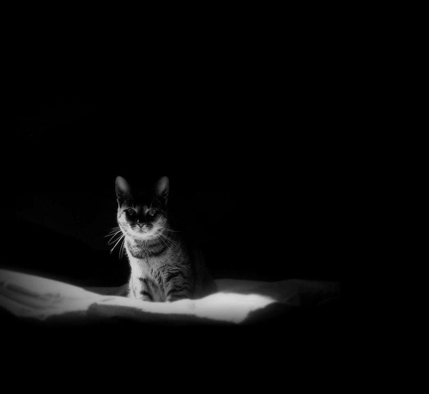 cat-black-and-white-photography-9