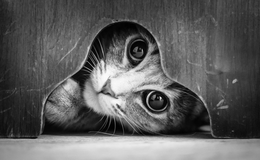 cat-looking-at-you-black-and-white-photography-1