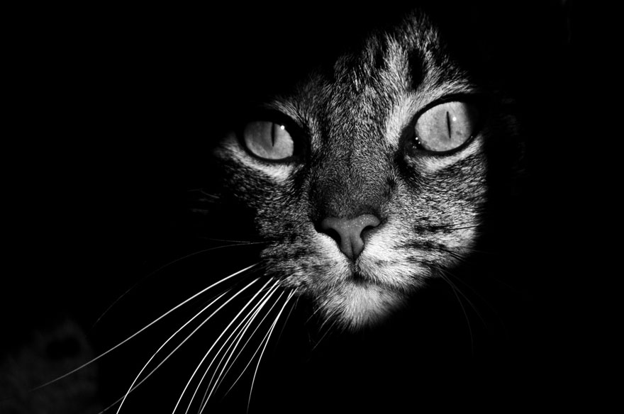 cat-looking-at-you-black-and-white-photography-4