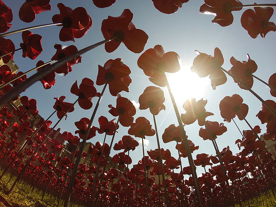 ceramic-poppies-first-world-war-installation-london-tower-10