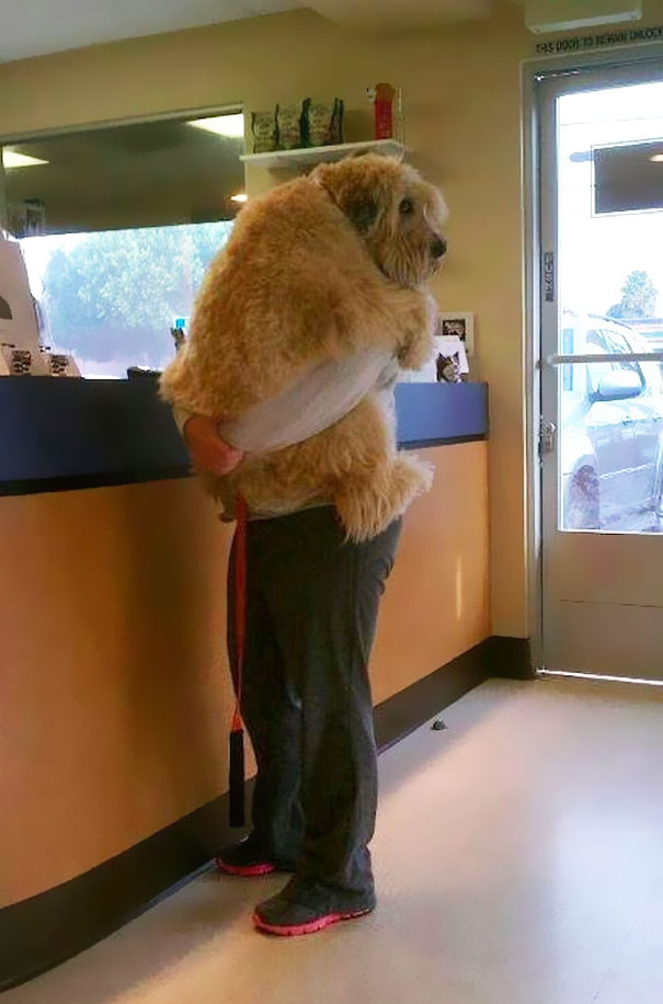 cute-dogs-hugging-humans-11