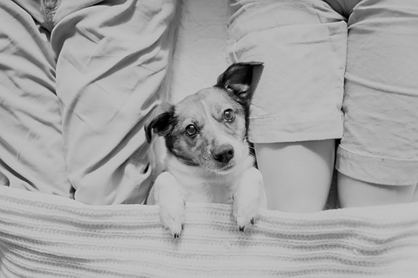 dog-baby-photos-snuggles-count-it-joy-jamie-clauss-19