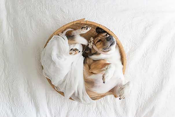 dog-baby-photos-snuggles-count-it-joy-jamie-clauss-8