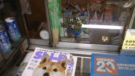 dog-opens-counter-window-shiba-inu-doge-
