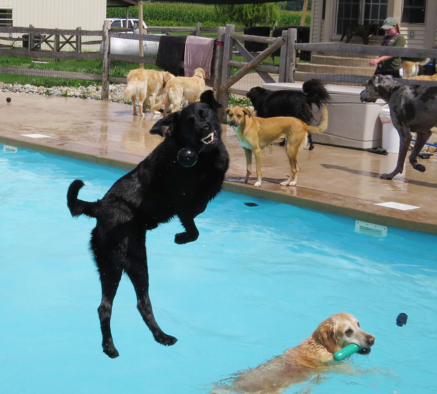 dog-pool-party-lucky-puppy-11