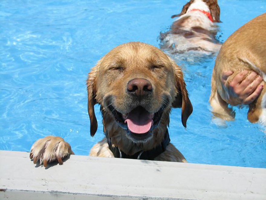 dog-pool-party-lucky-puppy-23