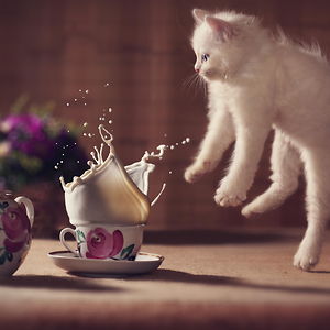 Jumping-Cats__300.jpg