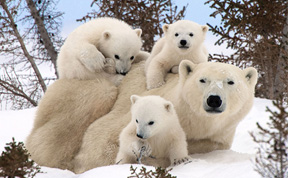 22+ Adorable Animal Family Portraits