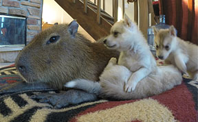 Capybara Plays With Husky Puppies