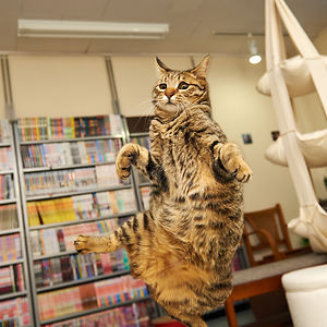 funny-jumping-cats-100__300.jpg