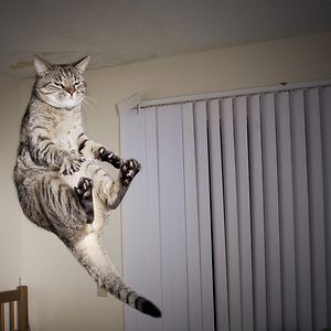 funny-jumping-cats-102__300.jpg