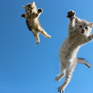 funny-jumping-cats-103__300.jpg
