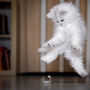funny-jumping-cats-121__300.jpg