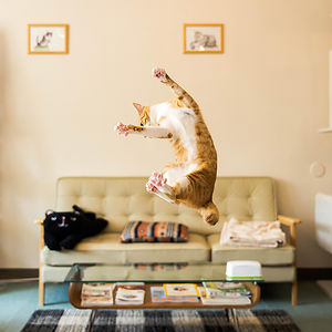 funny-jumping-cats-21__300.jpg