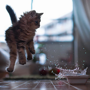 funny-jumping-cats-31__300.jpg