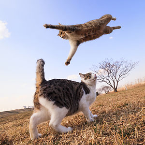 funny-jumping-cats-41__300.jpg